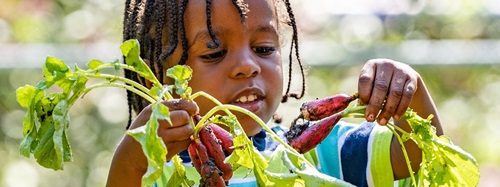 A child with braided hair holds freshly harvested red radishes with green tops, covered in dirt.