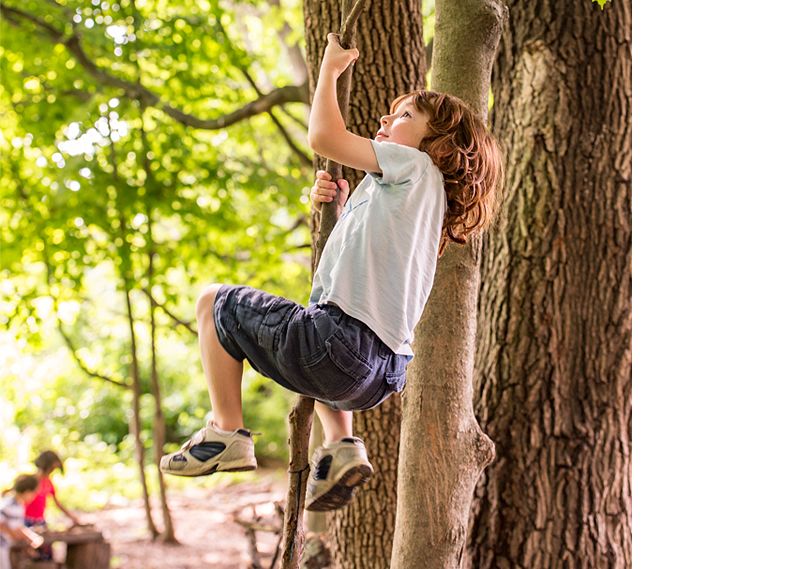 boy climbing a tree