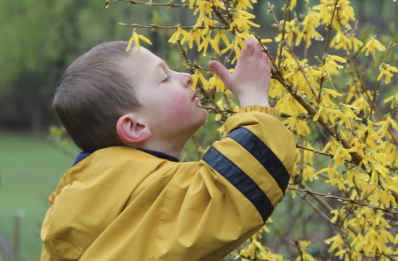 Child smelling forsythia in the rain
