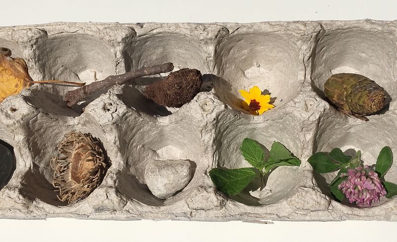 assorted nature items like acorns or flowers collected in an egg carton