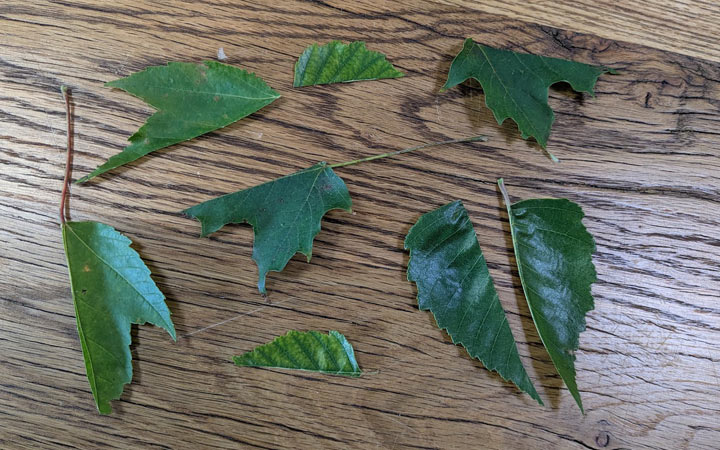 Leaves torn in half for matching game