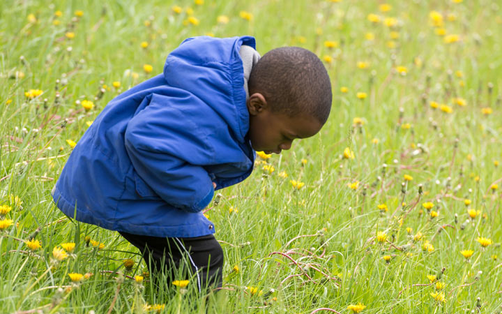 Child looking in grass for four leaf clovers