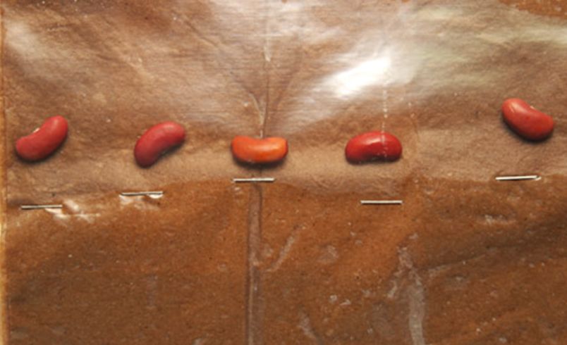 Place a few beans in the bag