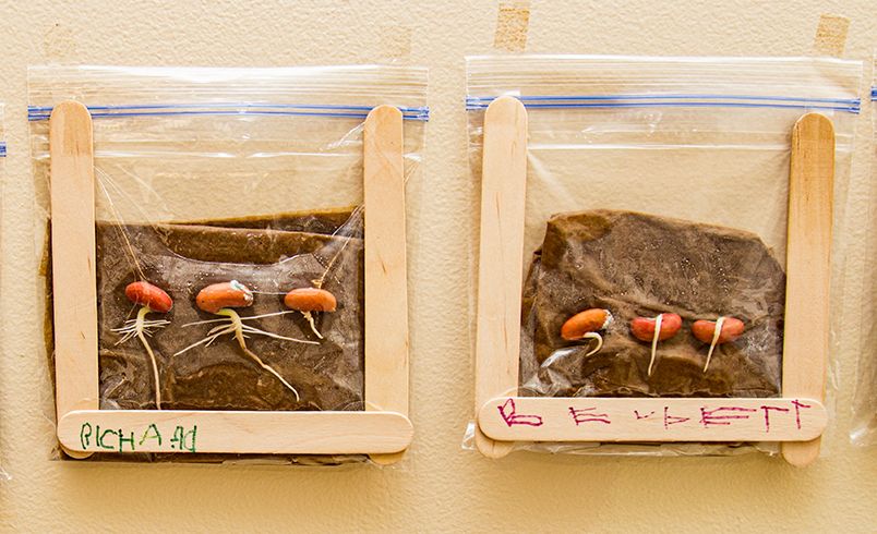 The first roots appear