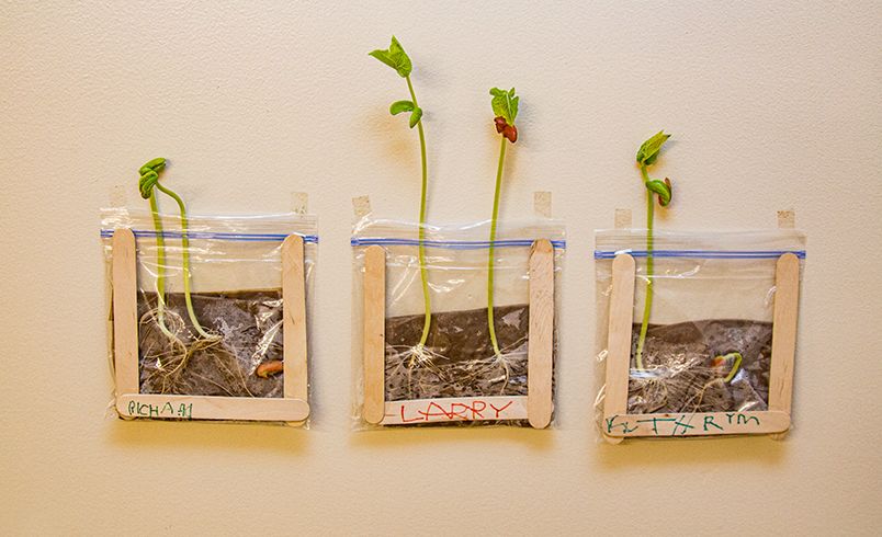 First true leaves appear