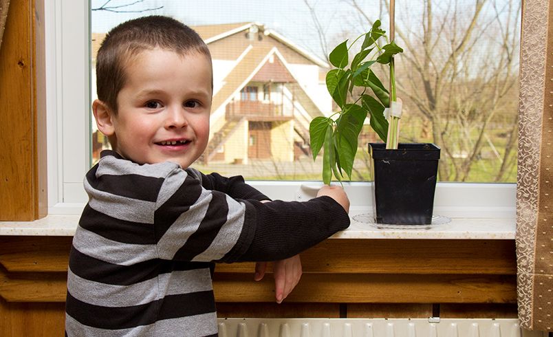 This one grew three bean pods!