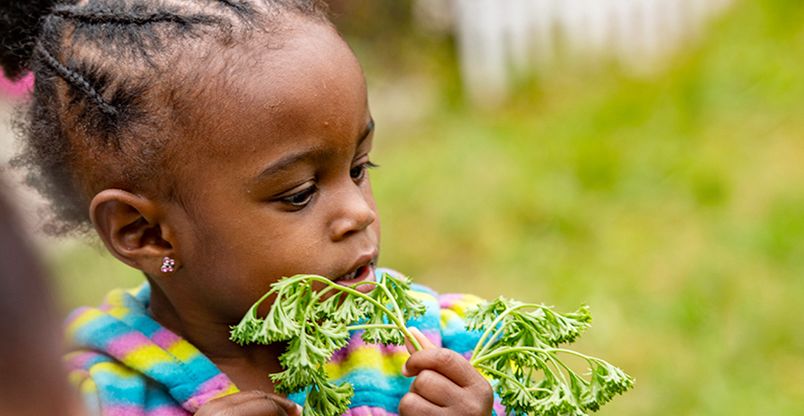 Child holding and observing a bunch of parsley outdoors
