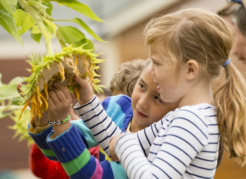 Children looking at a sunflower