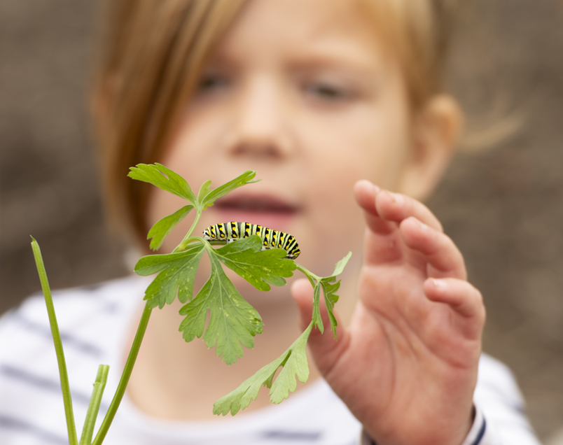 Child looking at a caterpillar