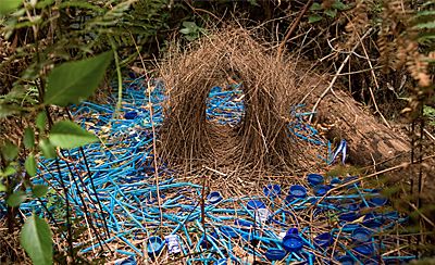 the bower