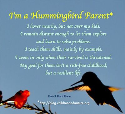 hummingbird